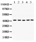 Anti-GNAQ Picoband Antibody