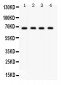Anti-GRK5 Picoband Antibody