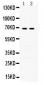 Anti-Involucrin Picoband Antibody