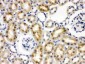 Anti-Cytokeratin 19 Picoband Antibody