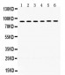 Anti-LOXL2 Picoband Antibody