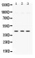 Anti-SAPK4 Picoband Antibody