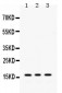 Anti-MGST1 Picoband Antibody