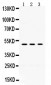 Anti-OMG Picoband Antibody