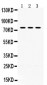 Anti-PAK5 Picoband Antibody