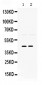 Anti-Pax2 Picoband Antibody