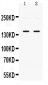 Anti-PPP1R12A Picoband Antibody