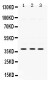 Anti-AMPK Beta 1 Picoband Antibody