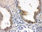Anti-PTP4A2 Picoband Antibody