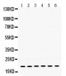 Anti-PTP4A2 Picoband Antibody