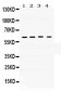 Anti-Bag3 Picoband Antibody