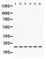 Anti-Bik Picoband Antibody