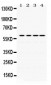 Anti-Cdc25C Picoband Antibody