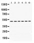 Anti-eIF4A2 Picoband Antibody