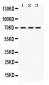 Anti-Keap1 Picoband Antibody