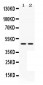 Anti-MEK7 Picoband Antibody