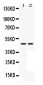 Anti-MEK7 Picoband Antibody