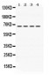 Anti-NUR77 Picoband Antibody