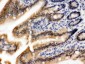 Anti-OGT Picoband Antibody