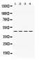 Anti-PAX6 Picoband Antibody