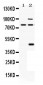 Anti-PACE4 Picoband Antibody