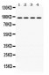 Anti-ALIX Picoband Antibody