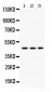 Anti-PDK4 Picoband Antibody