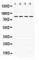 Anti-PIK3R2 Picoband Antibody