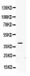 Anti-PON2 Picoband Antibody