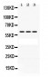 Anti-POT1 Picoband Antibody