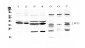 Anti-PPT1 Picoband Antibody