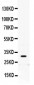 Anti-PRNP Picoband Antibody