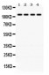 Anti-PTPN22 Picoband Antibody