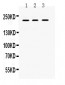 Anti-CD45 Picoband Antibody