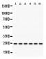 Anti-Rab5 Picoband Antibody