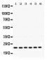 Anti-RAB10 Picoband Antibody