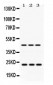 Anti-RAB13 Picoband Antibody