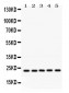 Anti-Rab18 Picoband Antibody