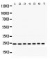 Anti-RALA Picoband Antibody