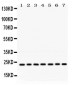 Anti-RALB Picoband Antibody