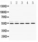 Anti-RbAp48 Picoband Antibody