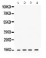 Anti-ROC1 Picoband Antibody