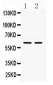 Anti-Rel B Picoband Antibody