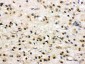 Anti-PSD95 Picoband Antibody
