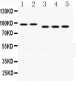 Anti-PSD95 Picoband Antibody