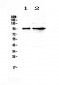 Anti-PSD95 Picoband Antibody