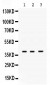 Anti-POLB Picoband Antibody
