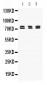 Anti-PRC1 Picoband Antibody