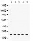 Anti-RAP1A Picoband Antibody