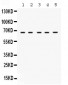 Anti-Munc18-1 Picoband Antibody